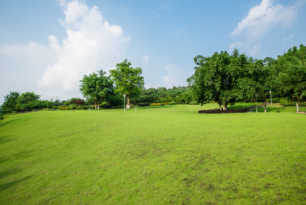 An open green field bordered by trees beneath a blue sky